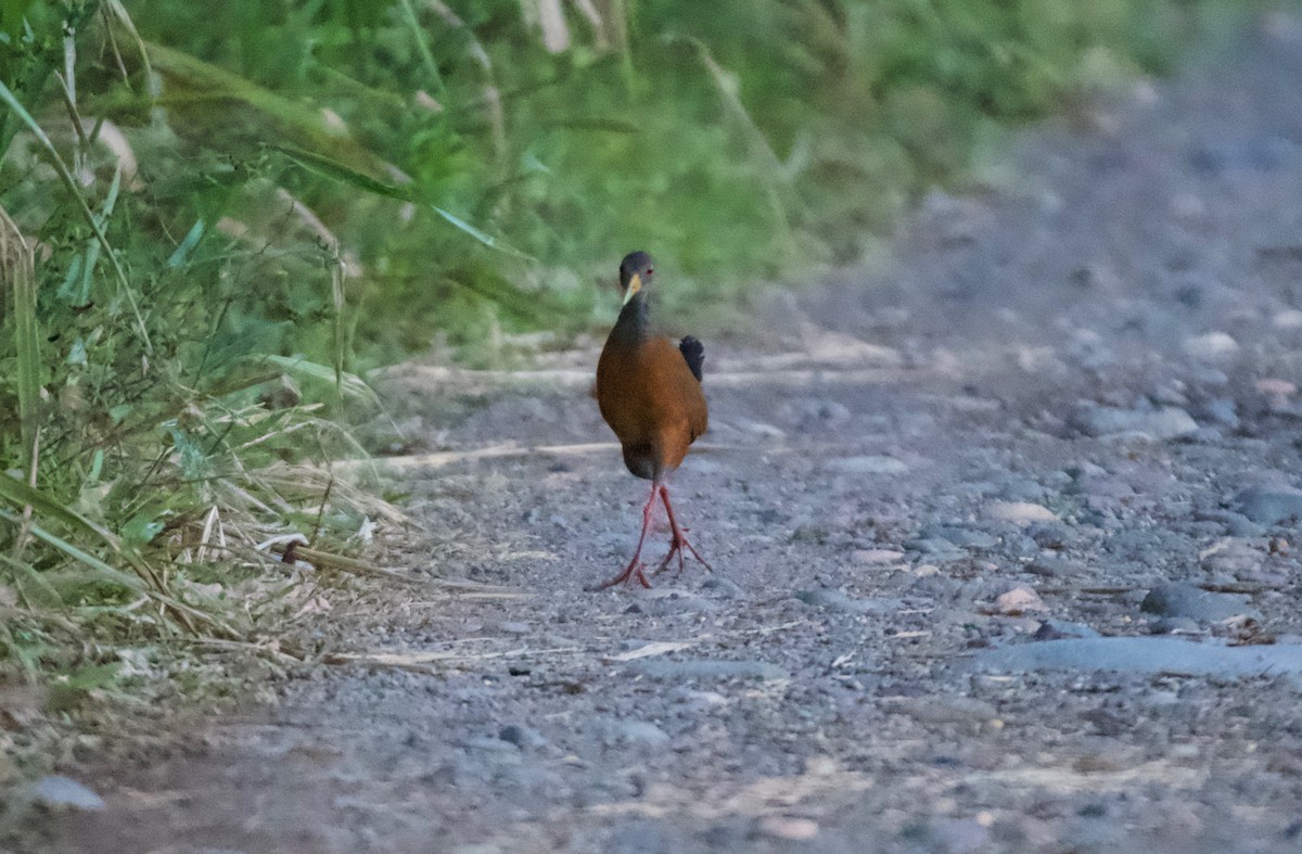 Gray-cowled Wood-Rail (Gray-cowled) - ML570580761