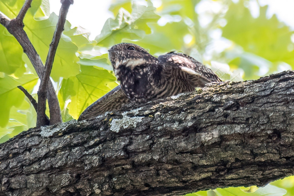 Common Nighthawk - Bradley Kane