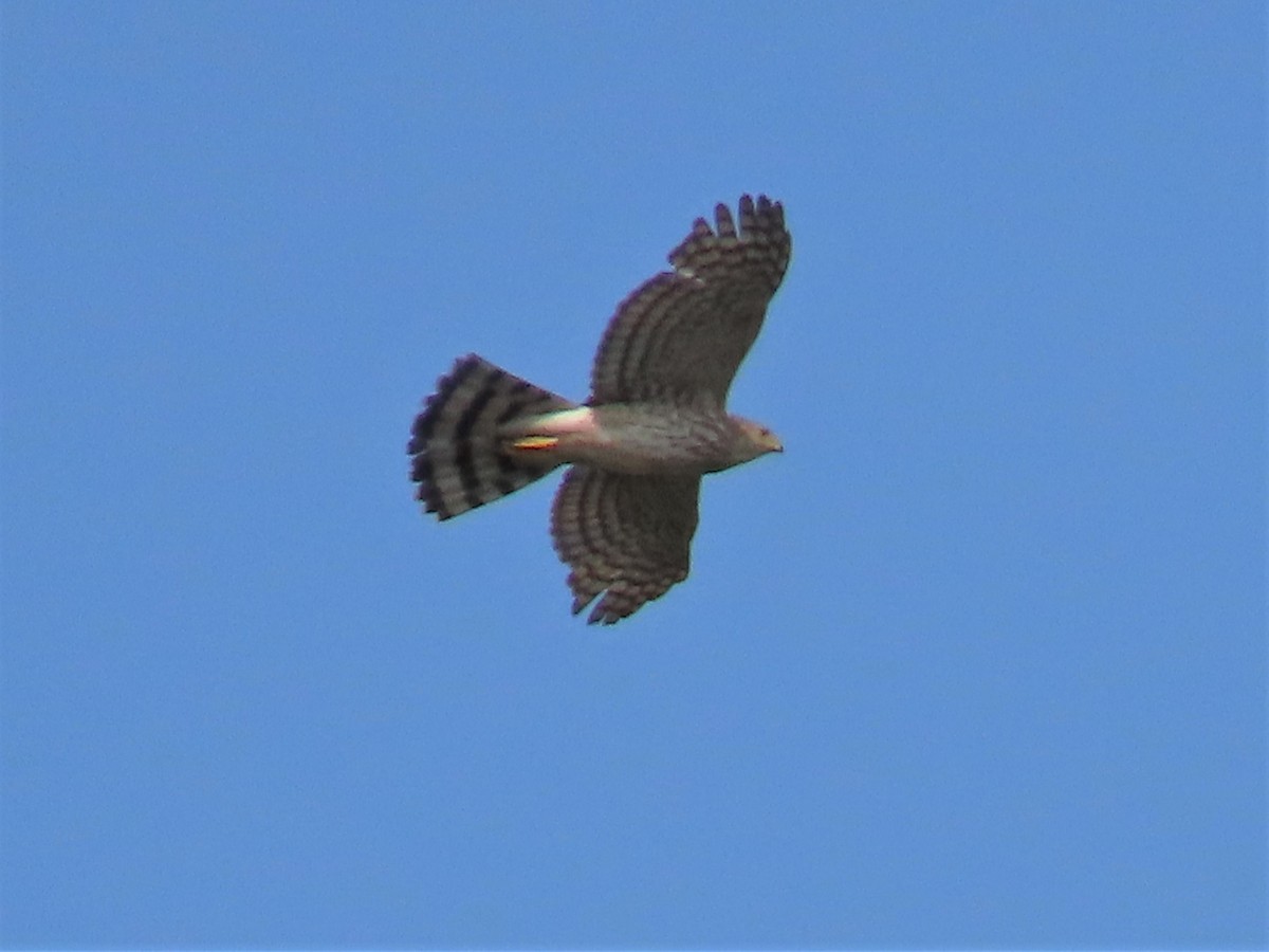 Cooper's Hawk - Chris Martone