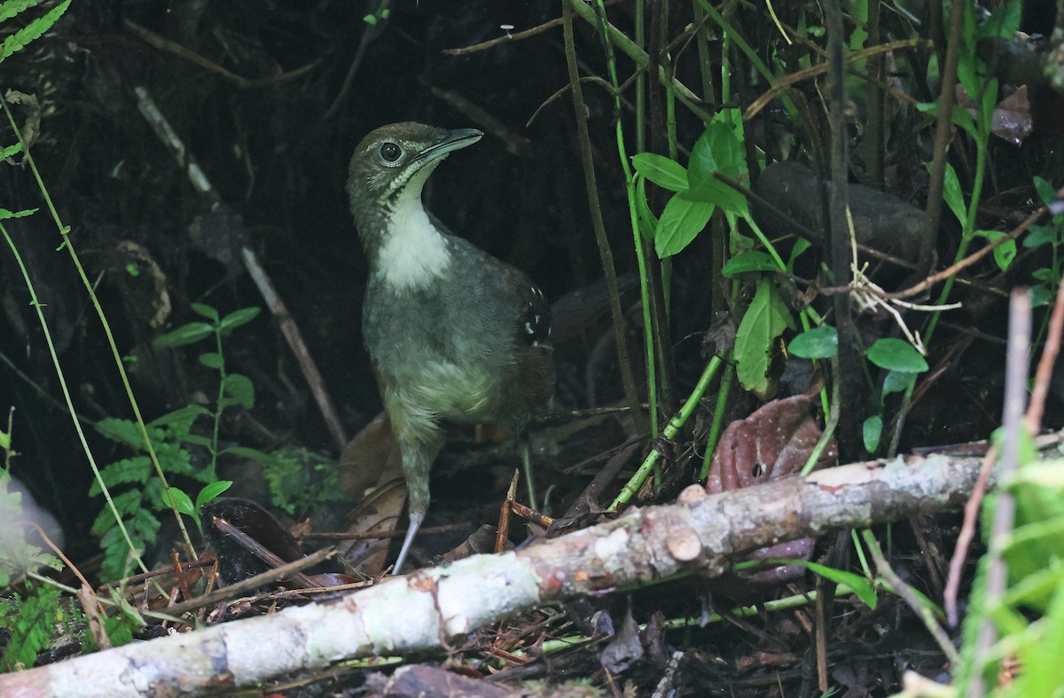 Bicol Ground-Warbler - ML570583591