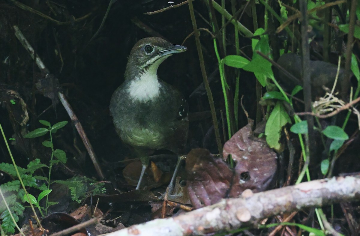 Bicol Ground-Warbler - ML570583601