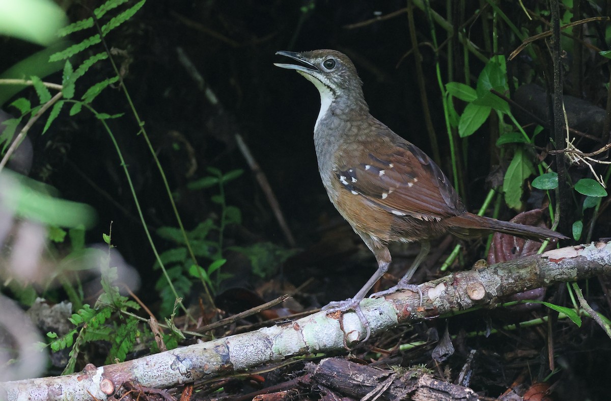 Bicol Ground-Warbler - ML570583611