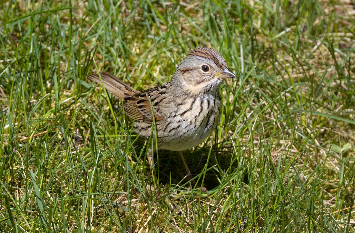 Lincoln's Sparrow - Harvey Fielder