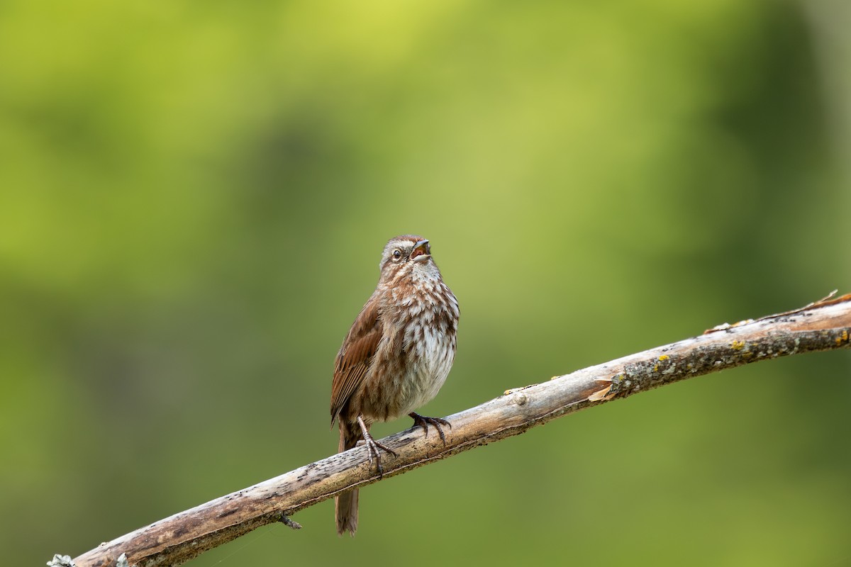 Song Sparrow - ML570584151