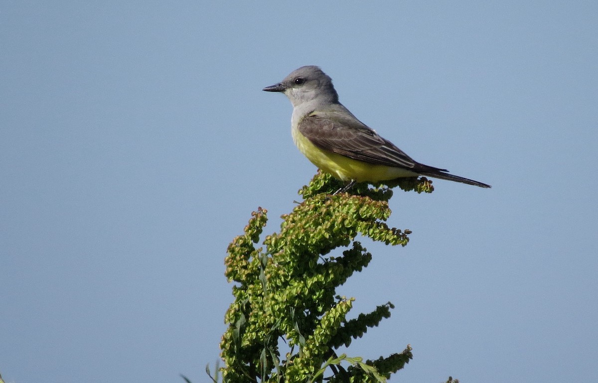 Western Kingbird - ML570584731