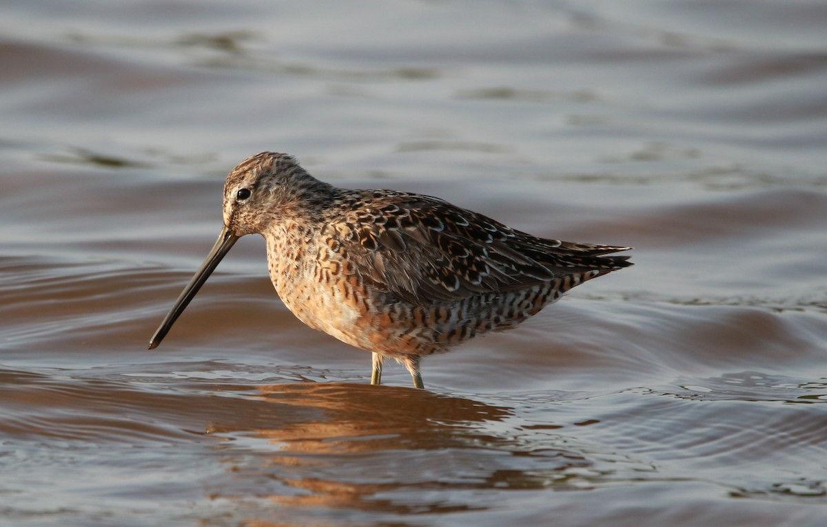 Long-billed Dowitcher - Jesse Pline