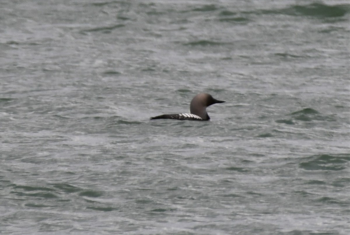 Pacific Loon - ML570584961