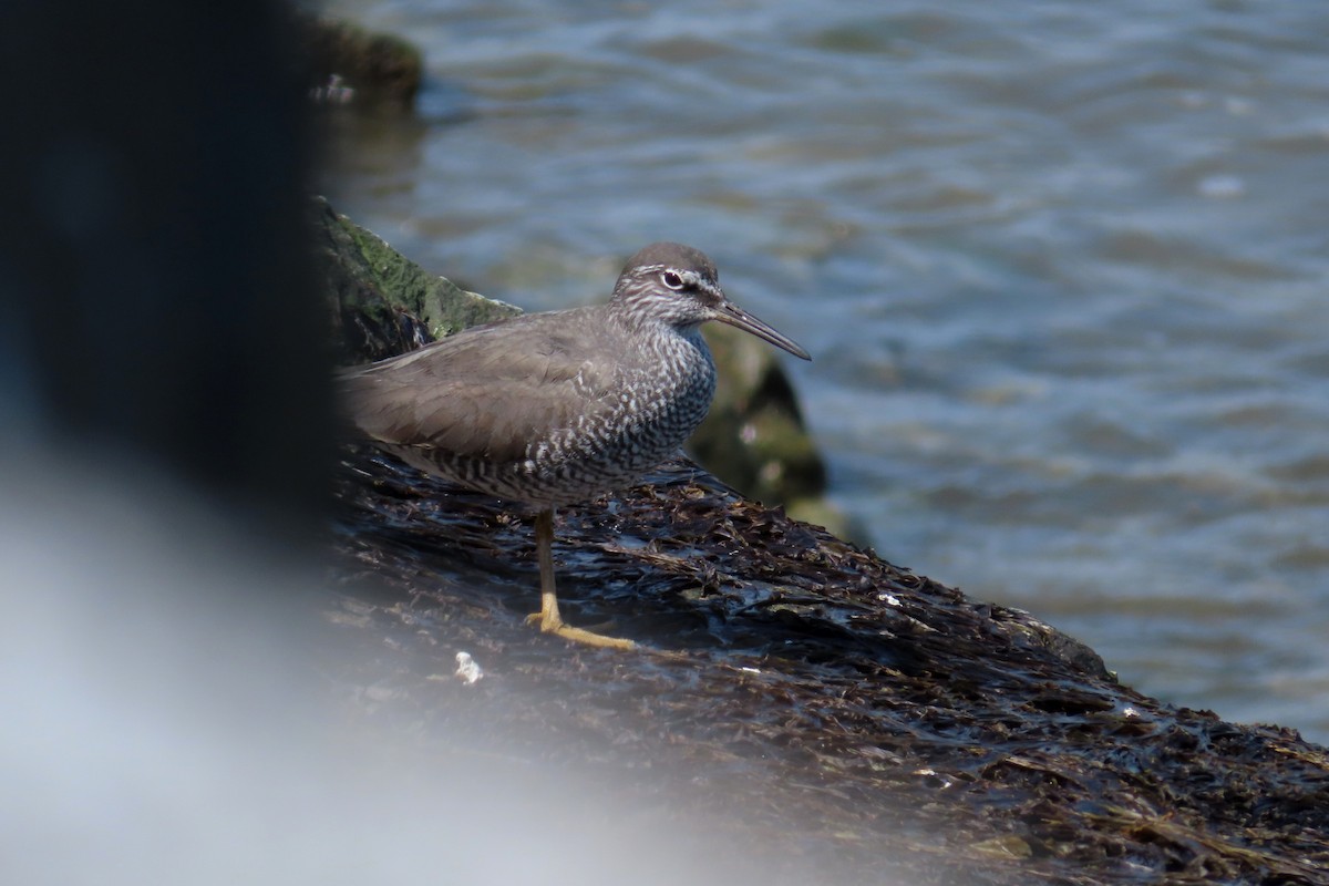 Wandering Tattler - ML570585141