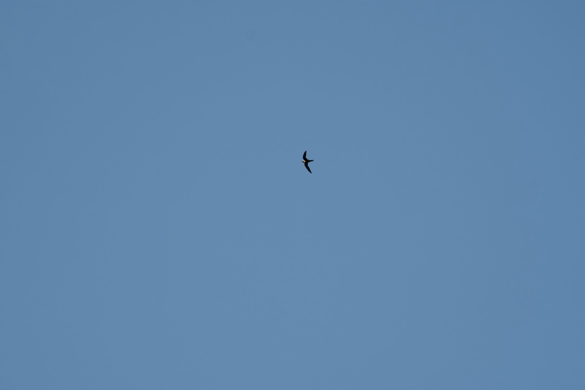 White-collared Swift - Johan Bergkvist