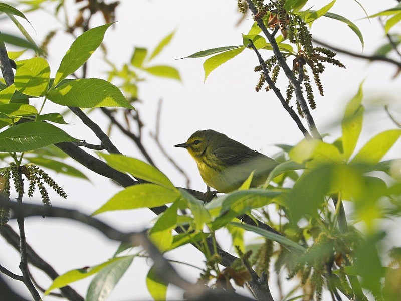 Prairie Warbler - Mike Lee