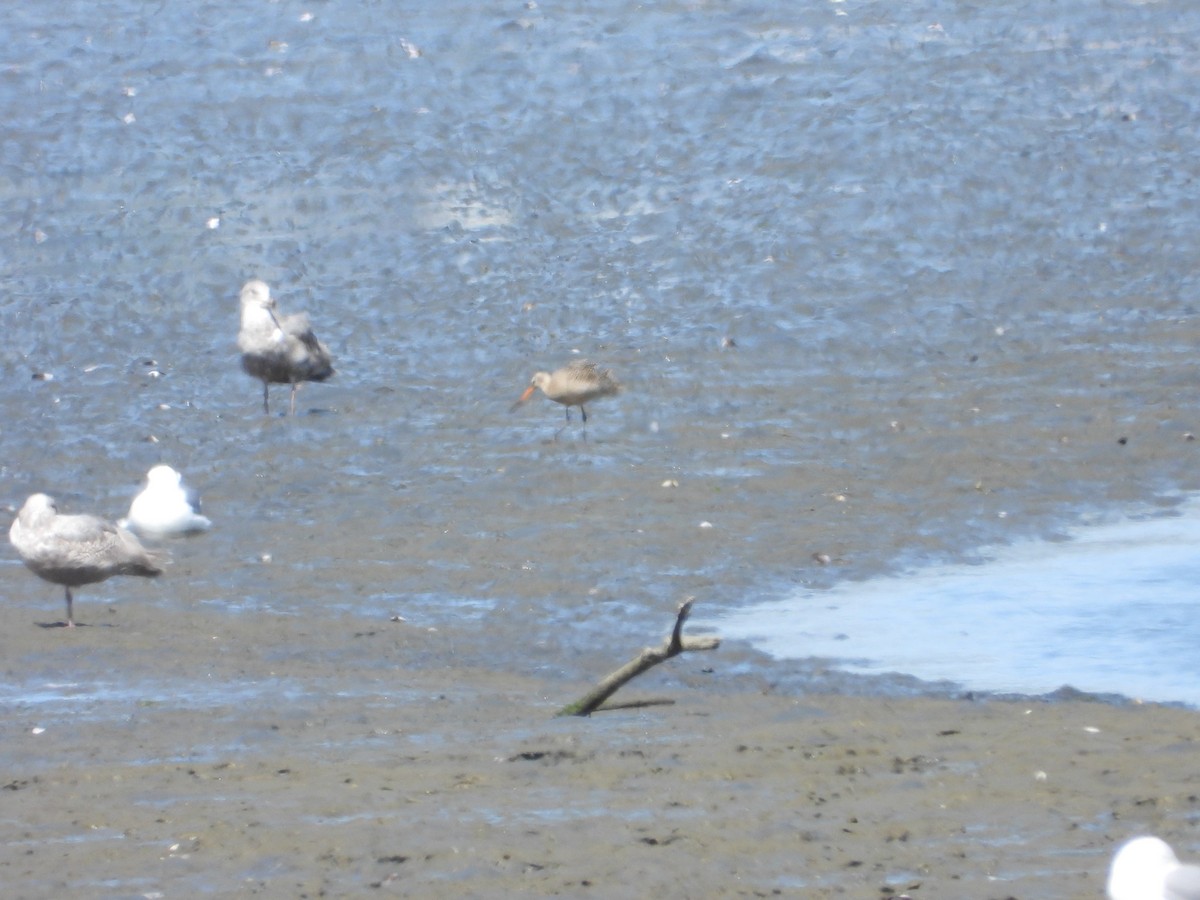 Marbled Godwit - Wayne Palsson