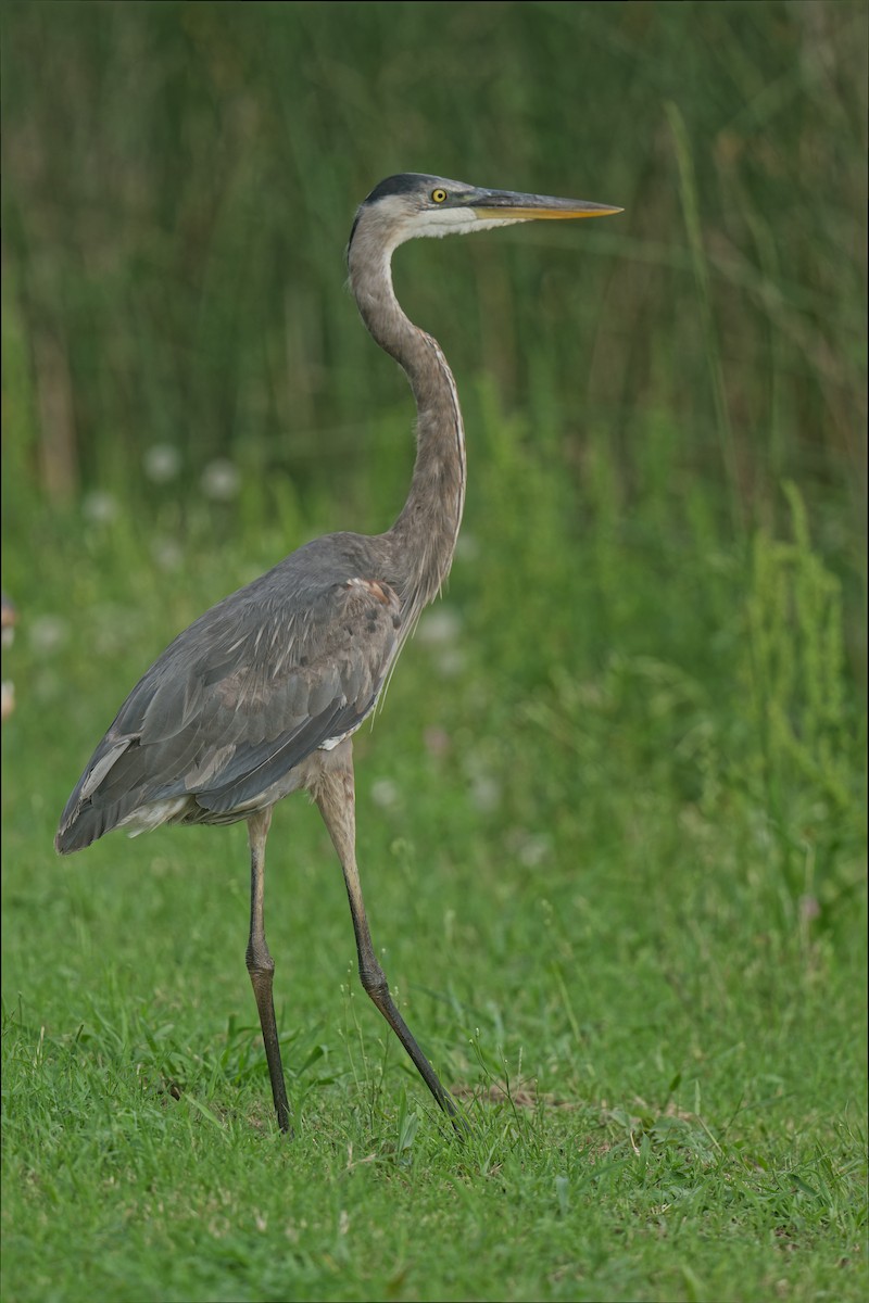 Great Blue Heron - ML570586831