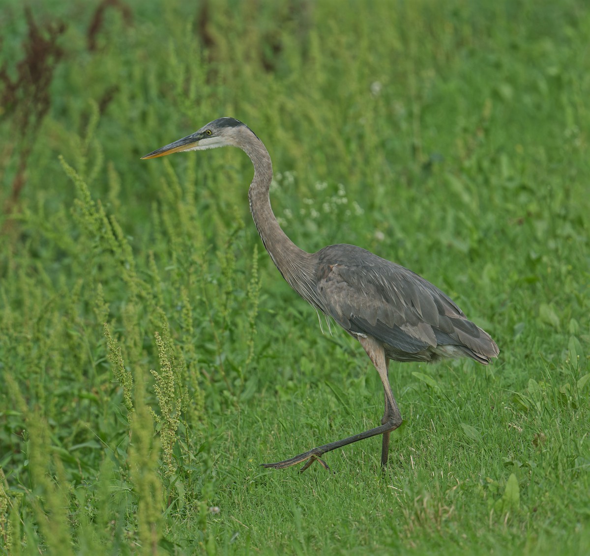 Great Blue Heron - ML570586841