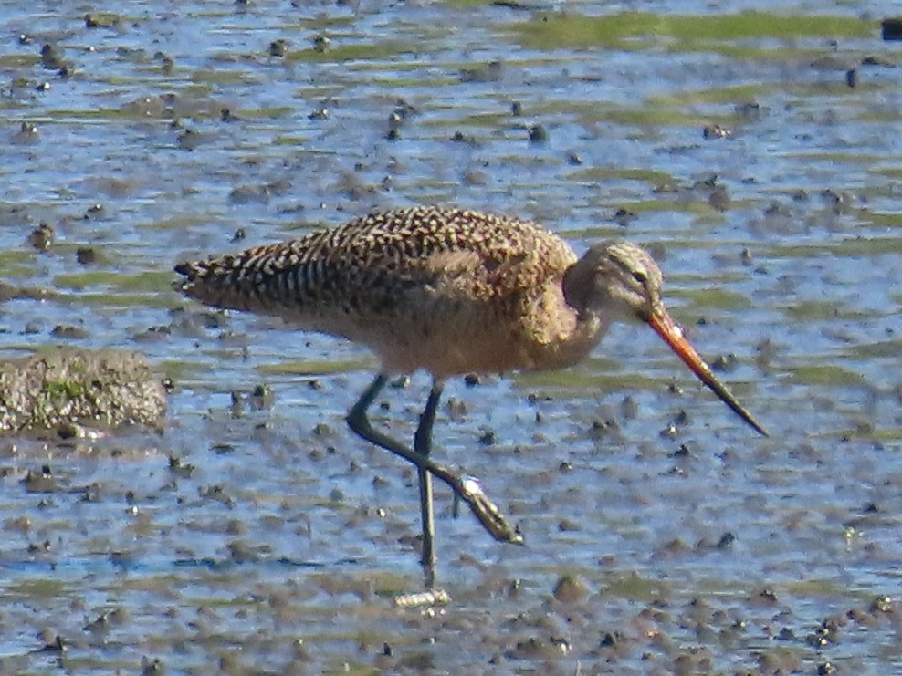 Marbled Godwit - David Schmalz