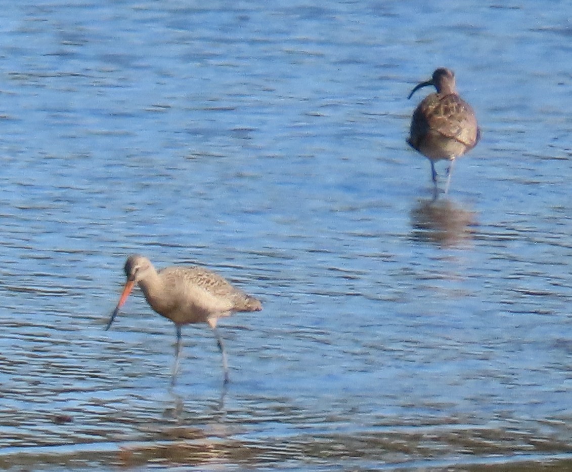 Marbled Godwit - David Schmalz