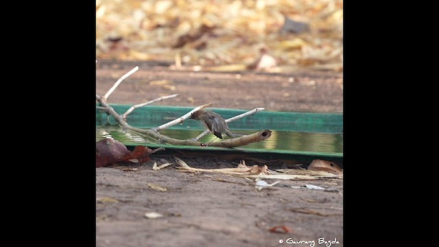 Puff-throated Babbler - ML570587851