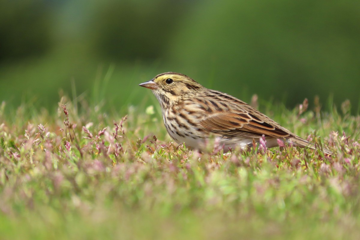 Savannah Sparrow - ML570587921