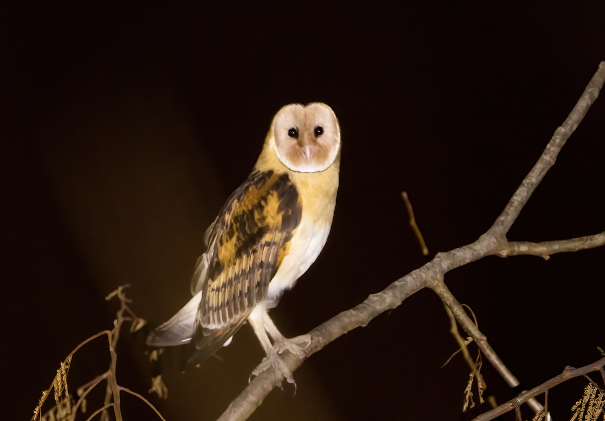 Australasian Grass-Owl - ML570588001