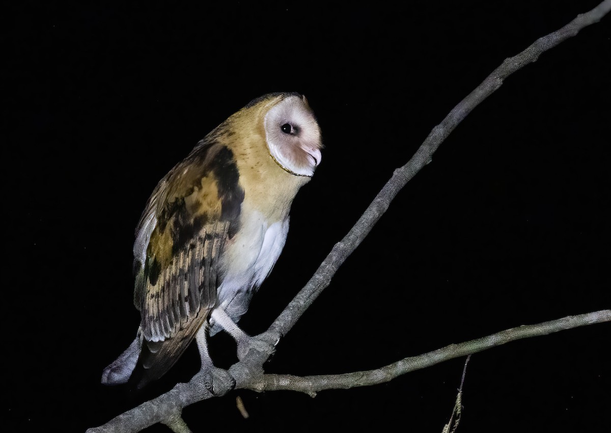 Australasian Grass-Owl - ML570588021