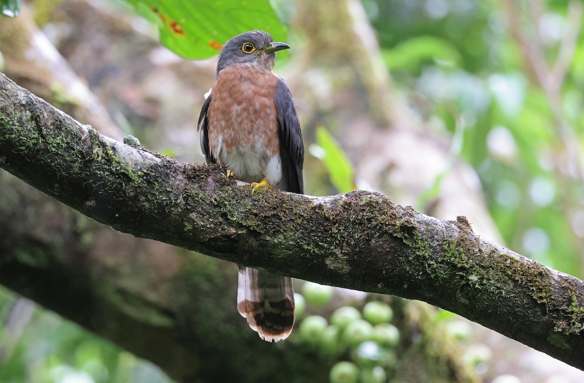 Philippine Hawk-Cuckoo - Robert Hutchinson