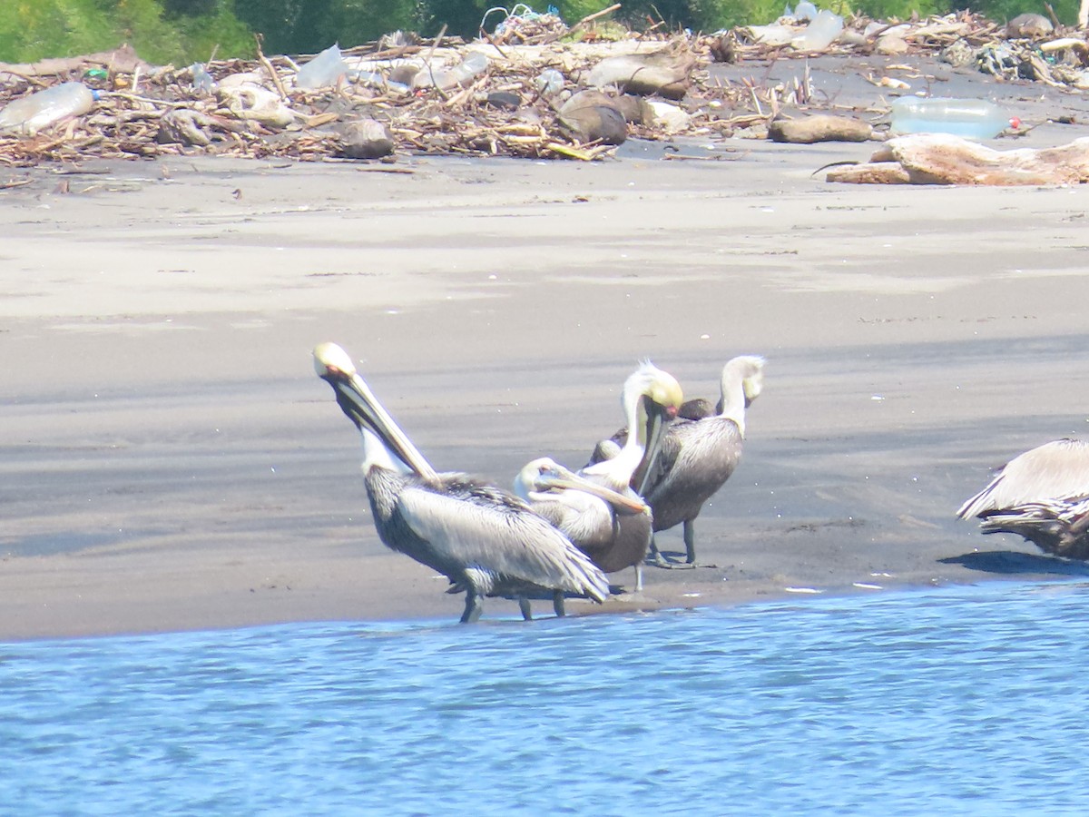 Brown Pelican - ML570588841