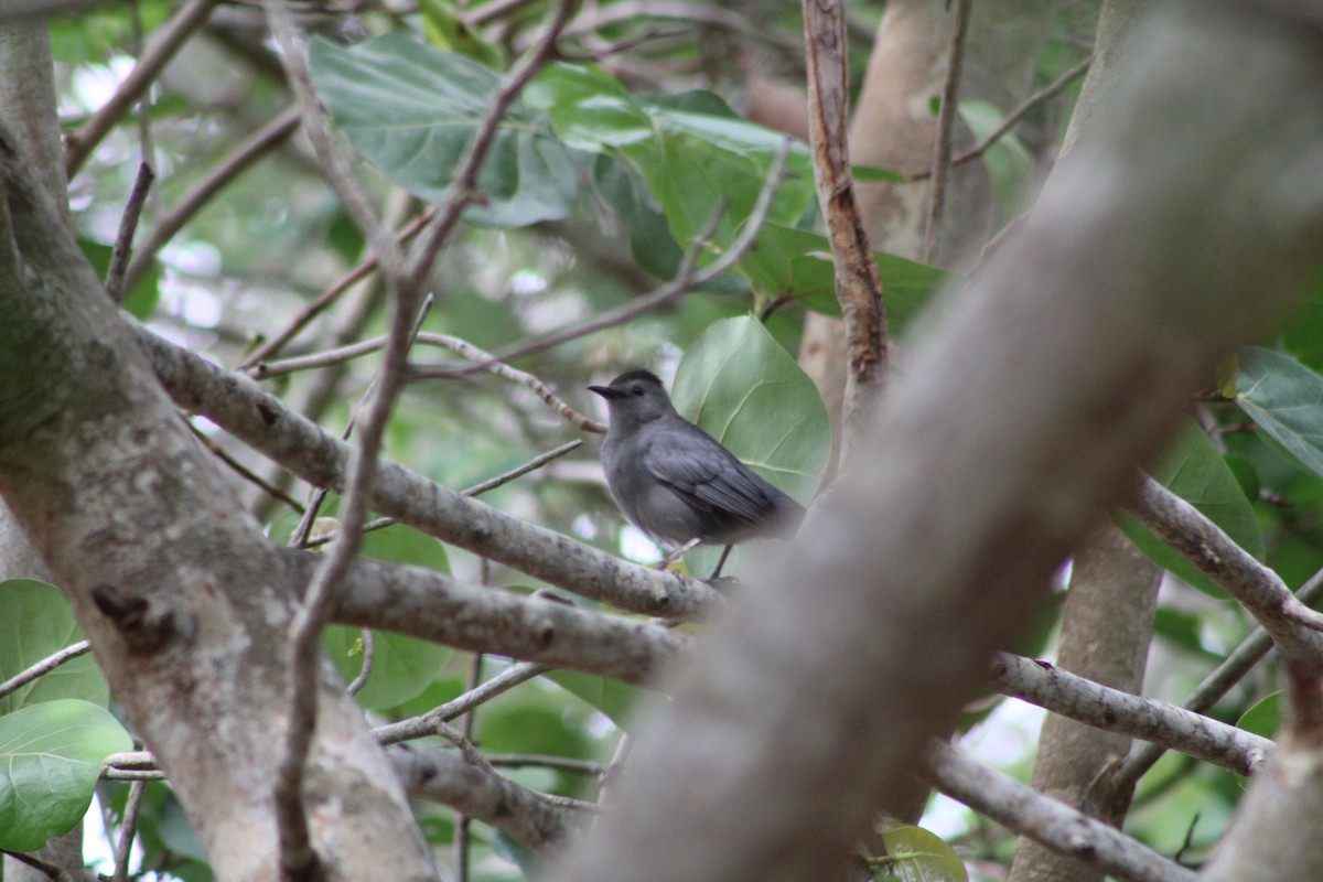 Gray Catbird - ML570588881