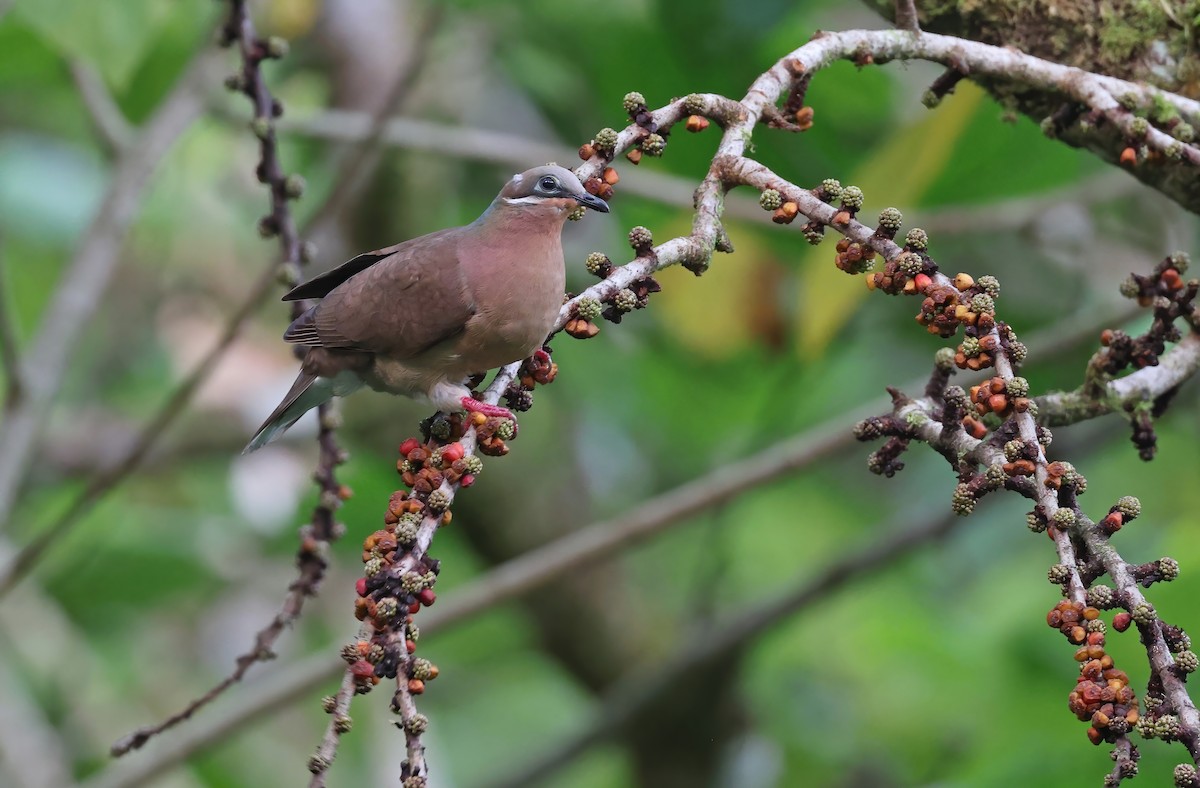 White-eared Brown-Dove (White-eared) - ML570588951