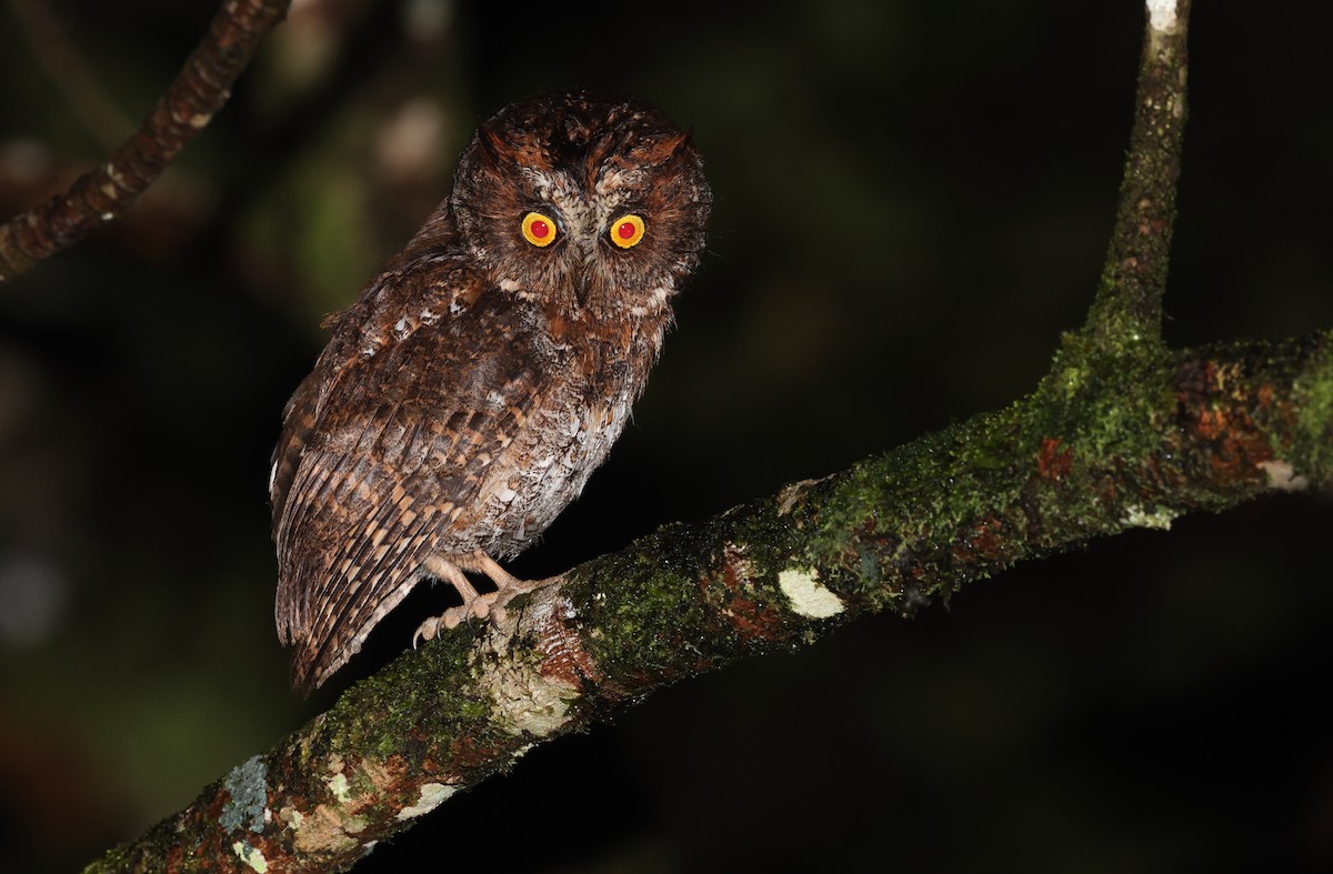 Luzon Scops-Owl - Robert Hutchinson