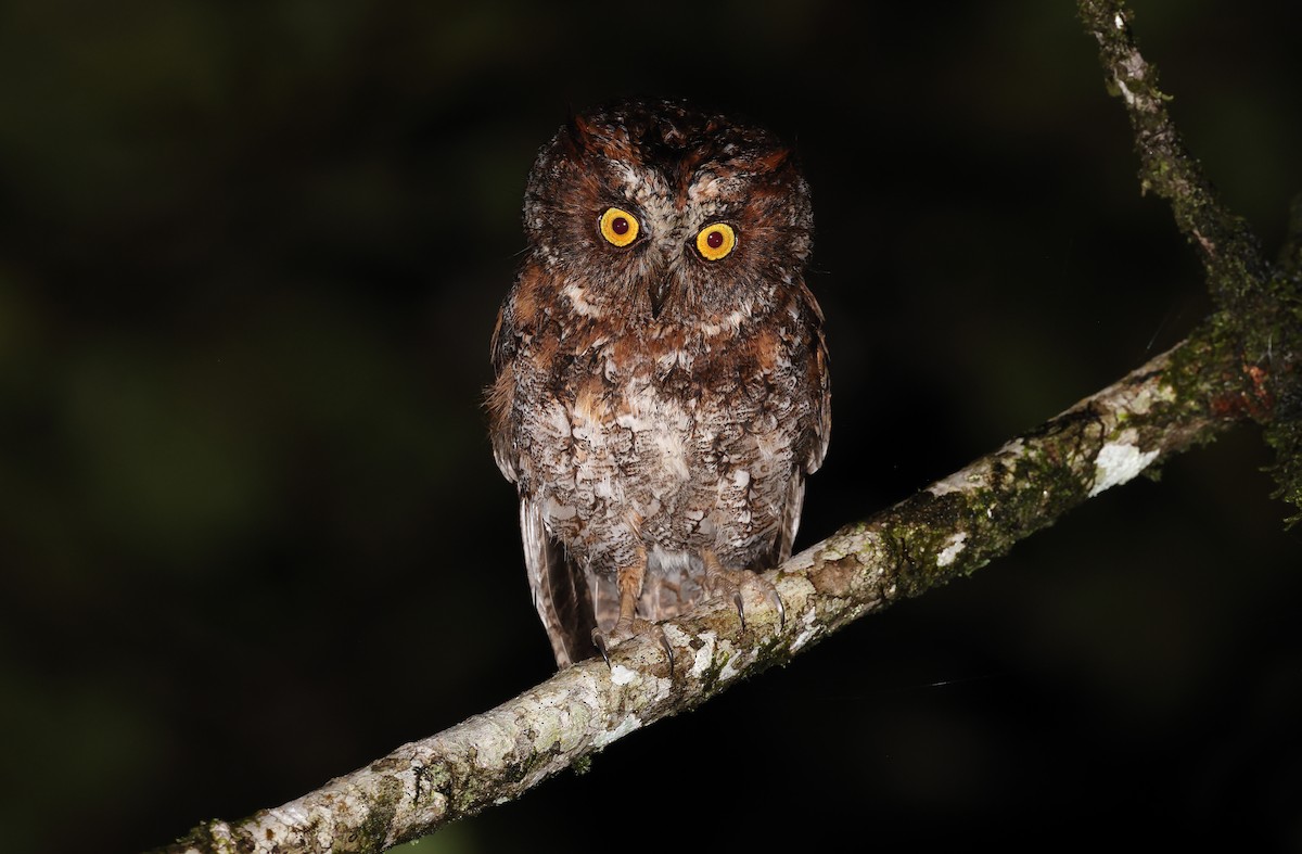 Luzon Scops-Owl - Robert Hutchinson