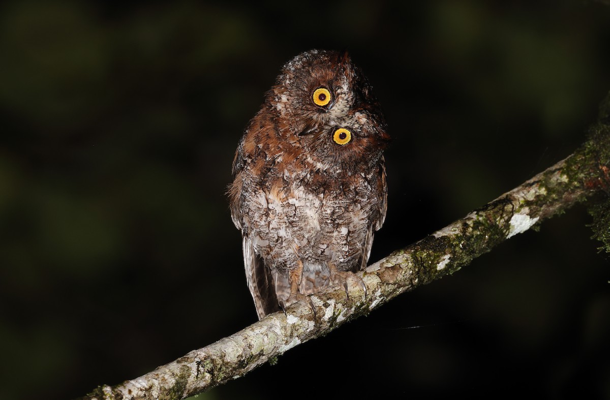 Luzon Scops-Owl - Robert Hutchinson