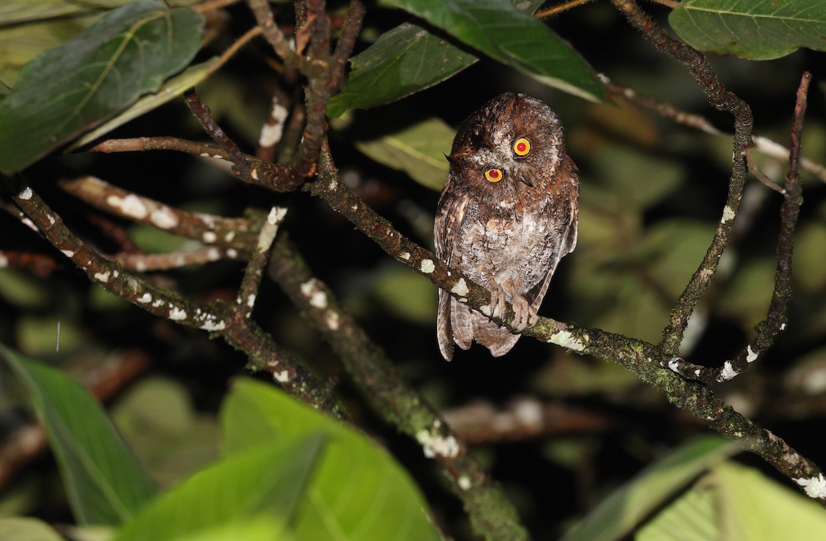 Luzon Scops-Owl - ML570589561