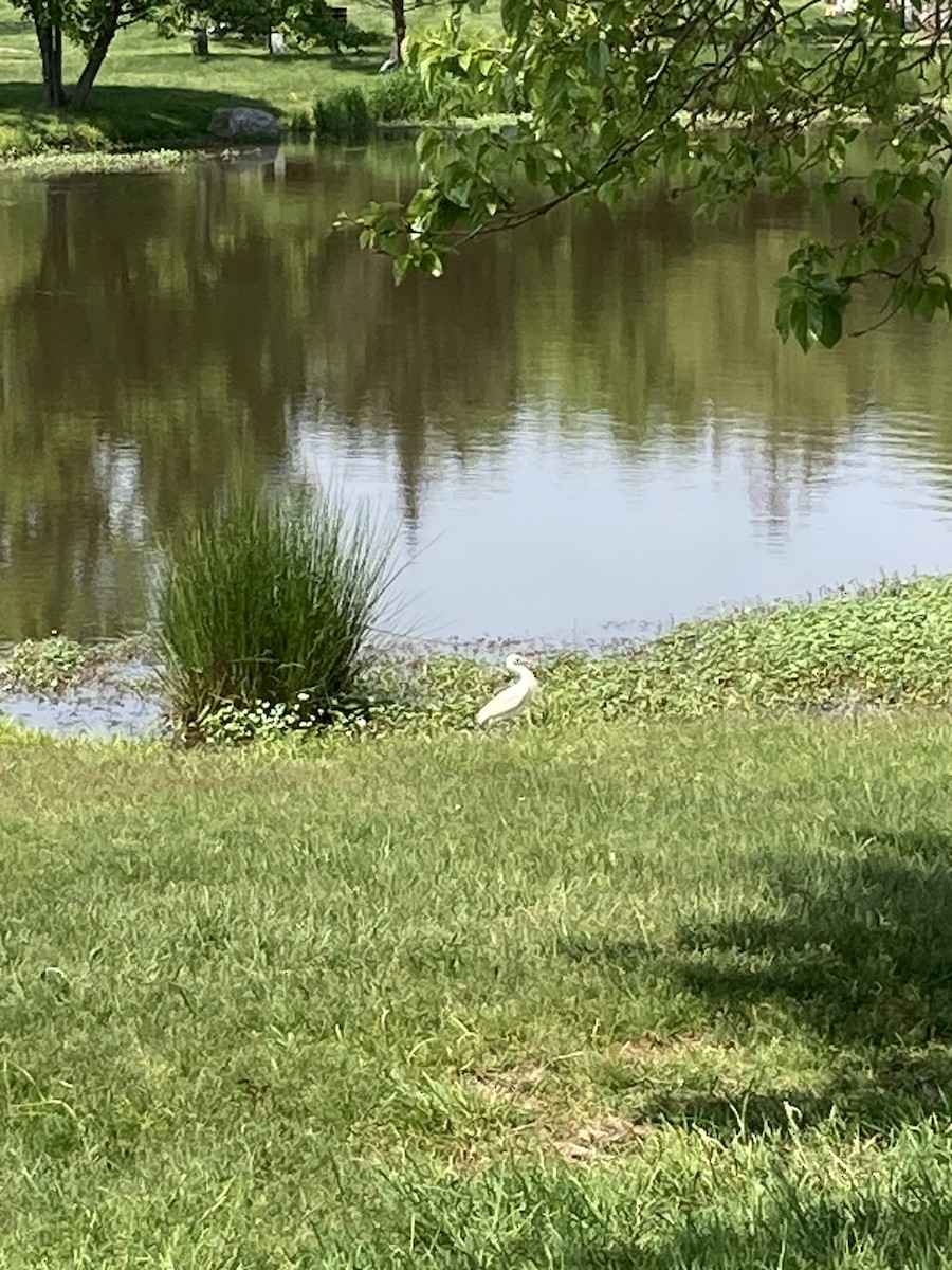 Western Cattle-Egret - ML570590151