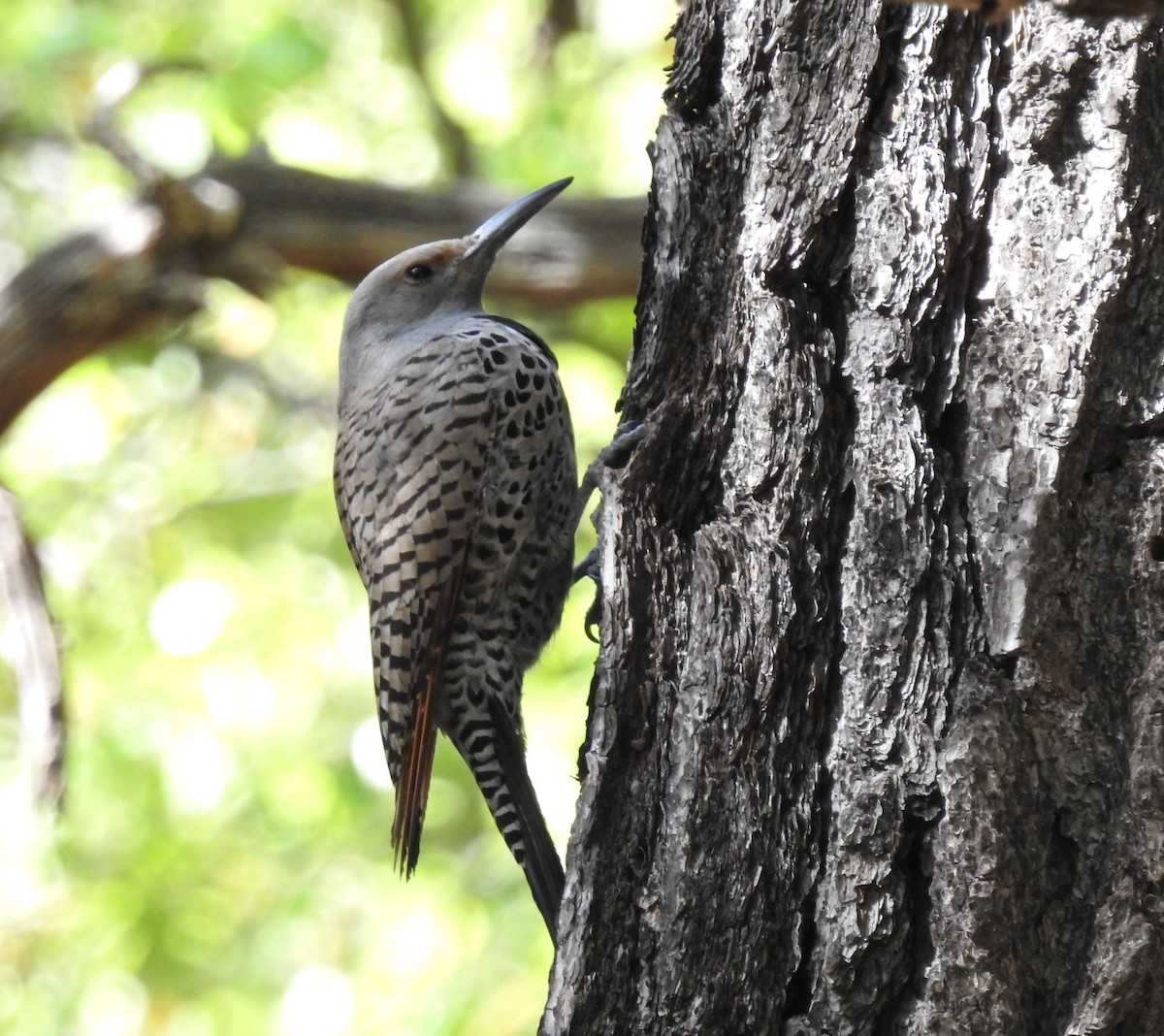 Northern Flicker (Red-shafted) - ML570590291