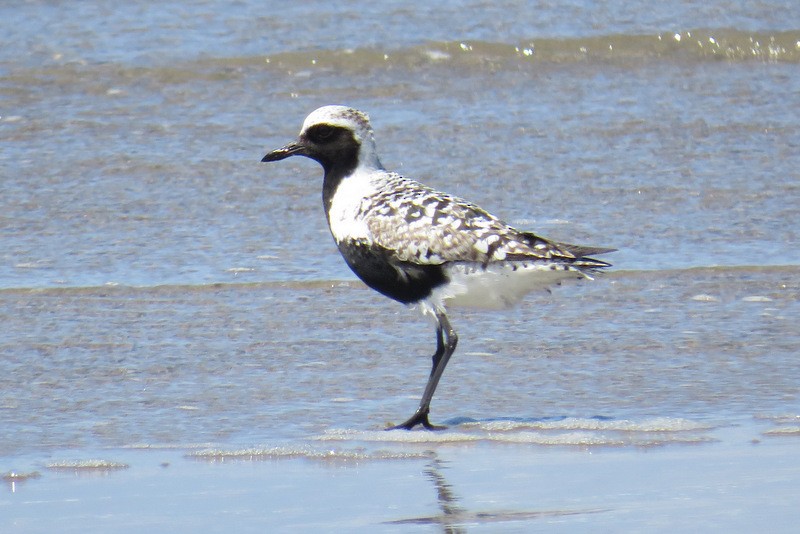 Black-bellied Plover - Jeff Harding