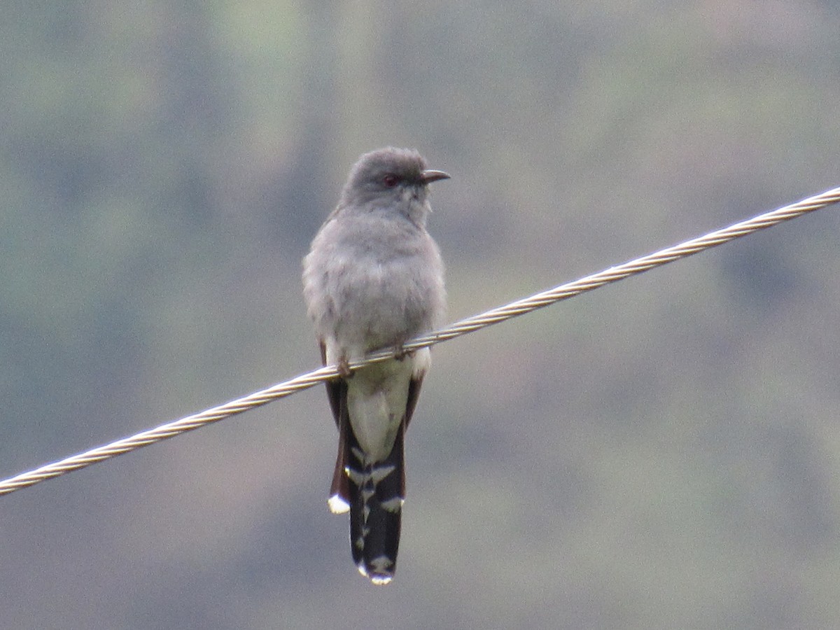 Gray-bellied Cuckoo - ML570591221