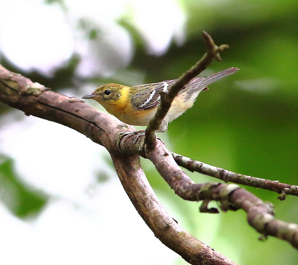 Bay-breasted Warbler - Bala Chennupati