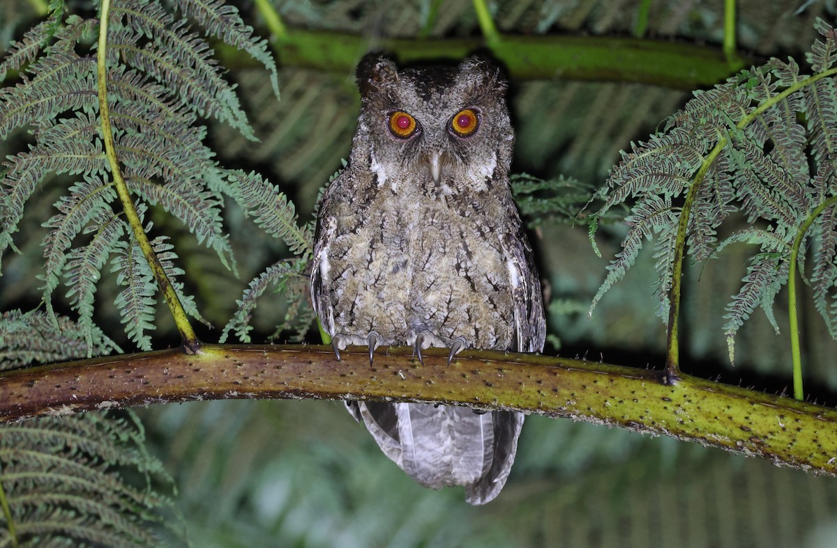 Philippine Scops-Owl - Robert Hutchinson