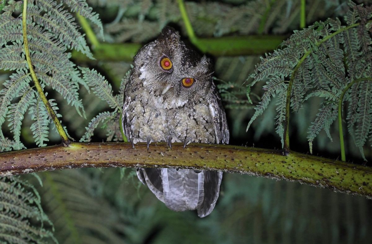 Philippine Scops-Owl - ML570592001