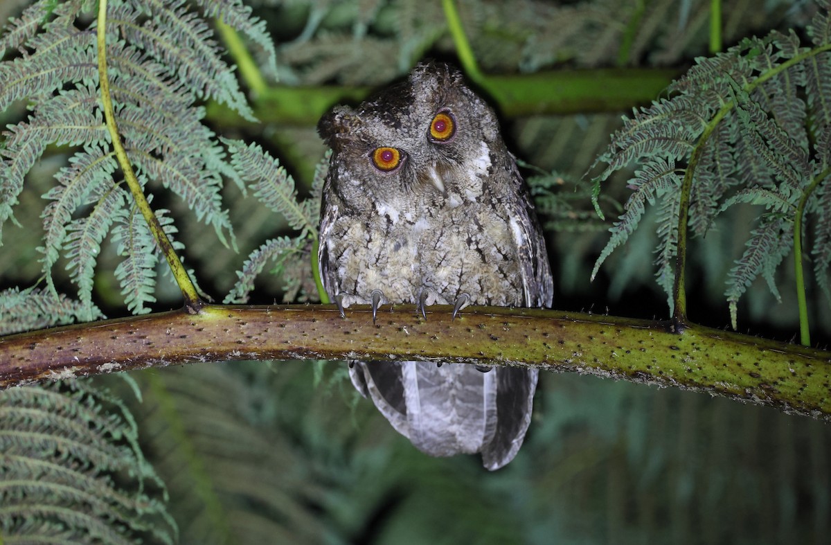 Philippine Scops-Owl - ML570592011
