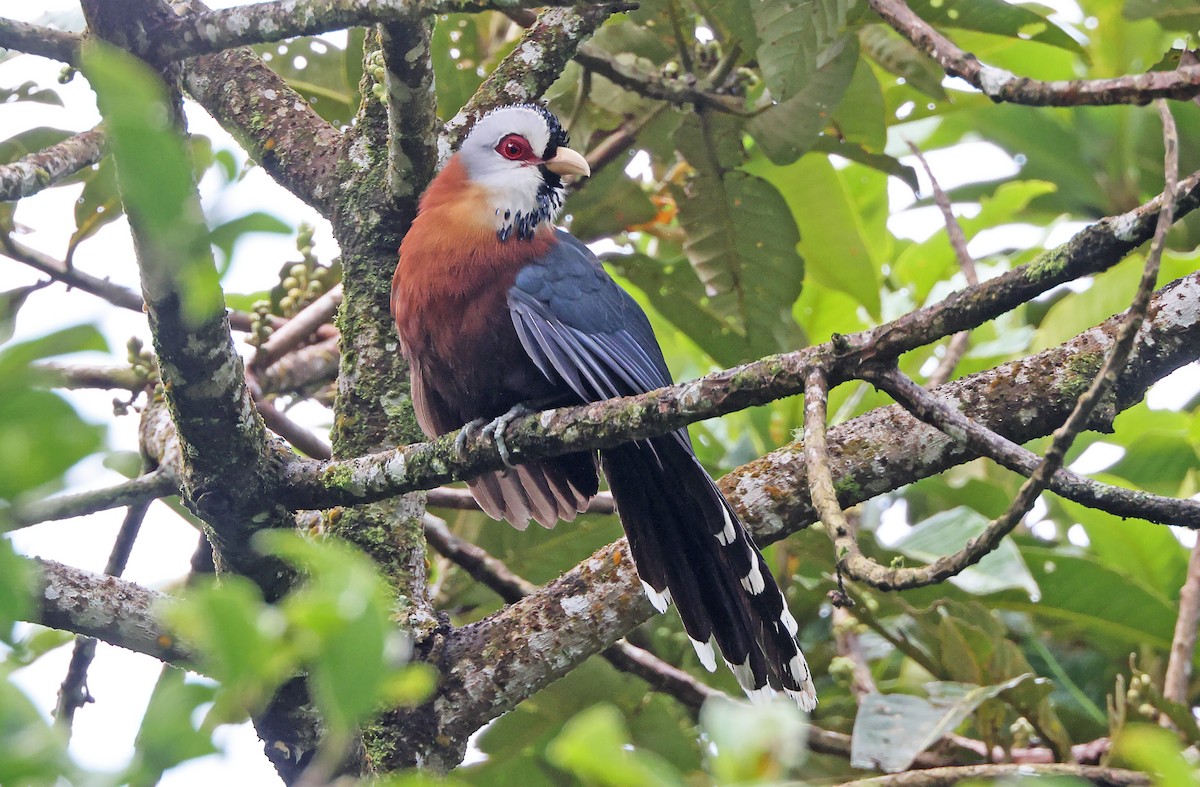 Scale-feathered Malkoha - ML570592491