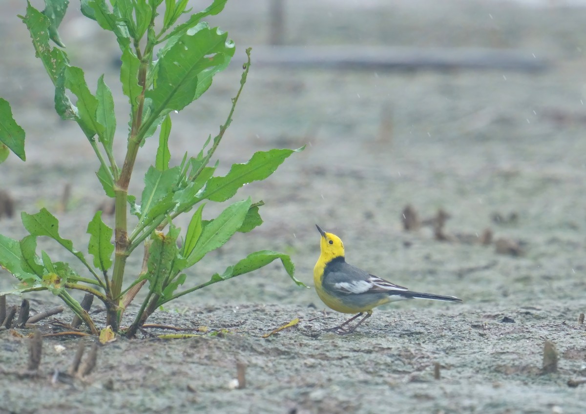 Citrine Wagtail (Gray-backed) - 浙江 重要鸟讯汇整