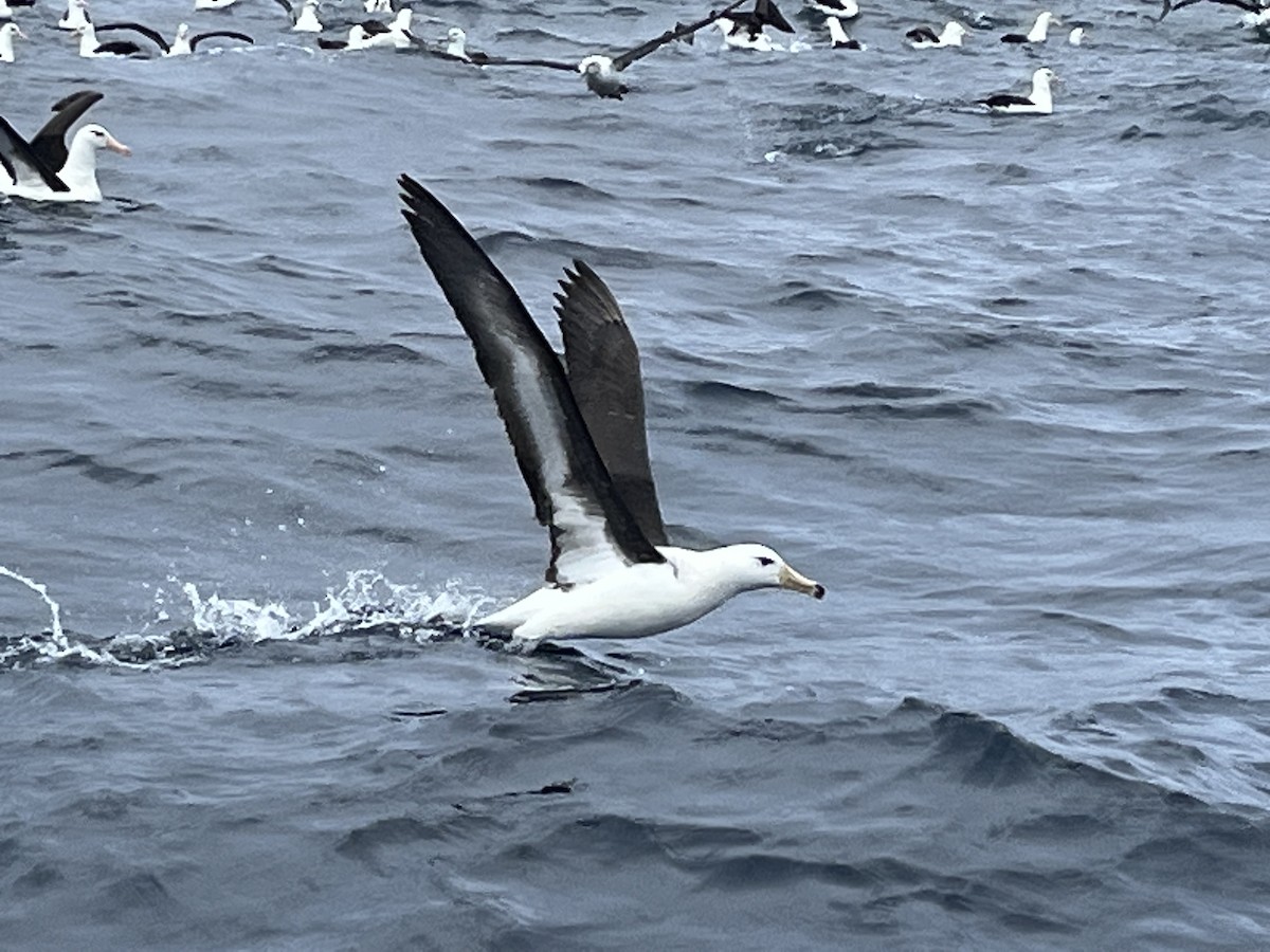 Black-browed Albatross - ML570593051