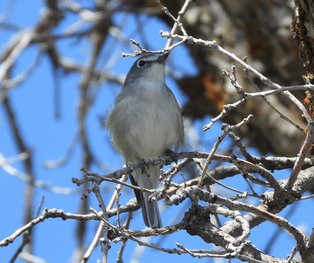 Vireo Plomizo - ML570594141