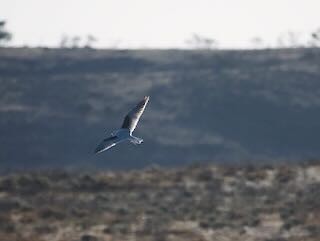 Black-shouldered Kite - ML570595431