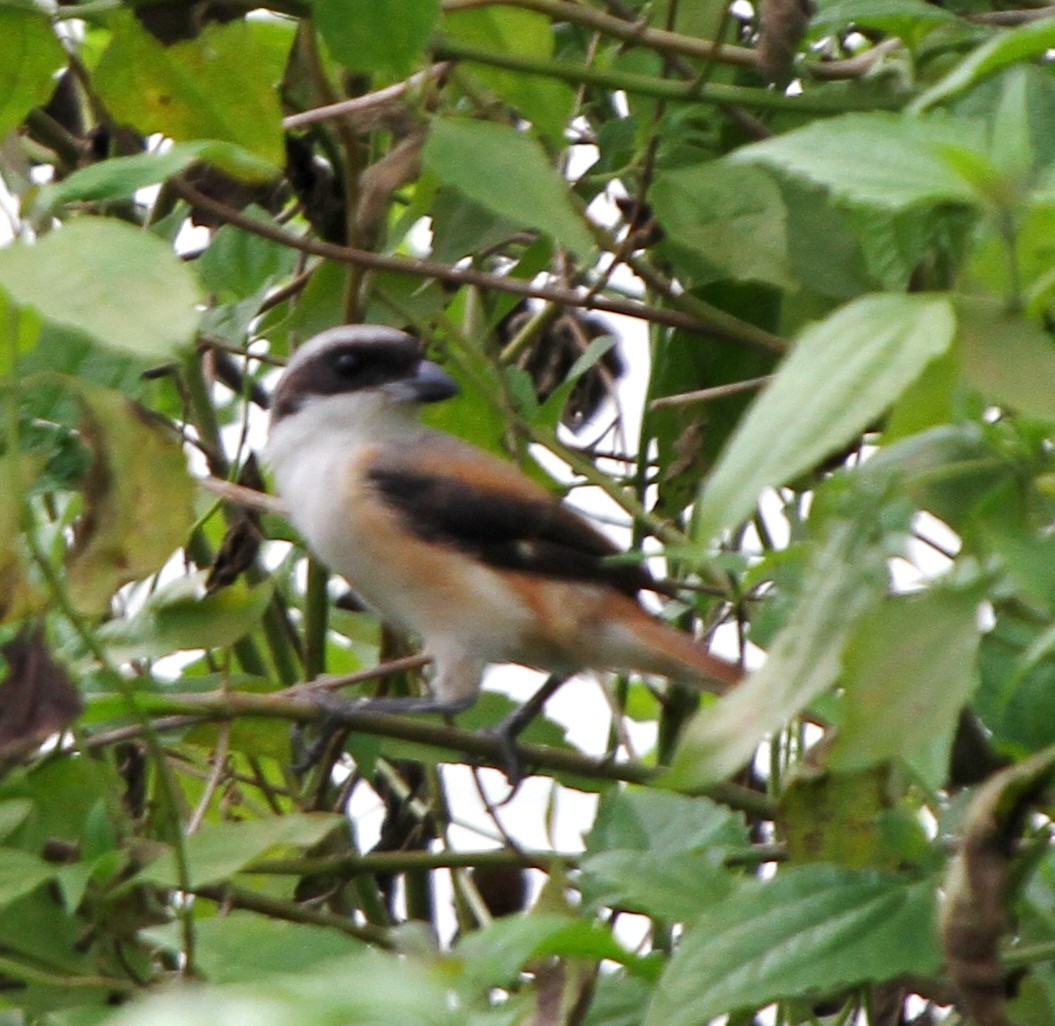 Long-tailed Shrike - ML570595771