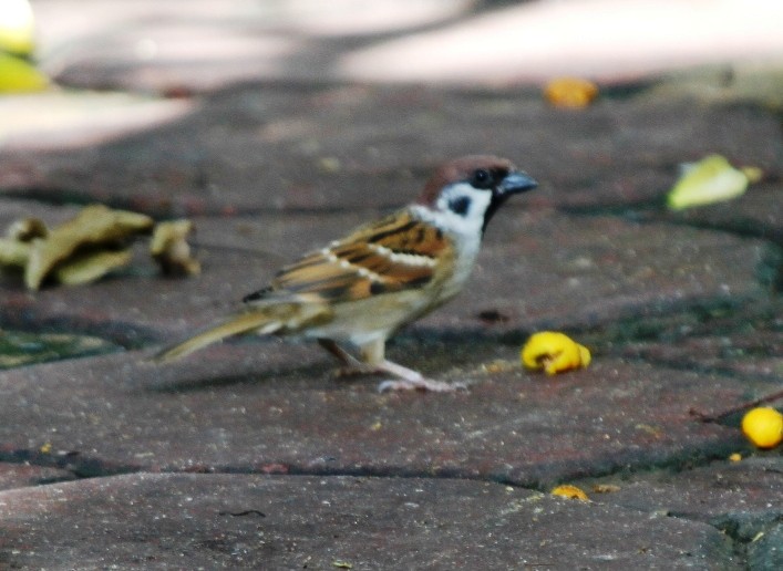 Eurasian Tree Sparrow - ML570595861