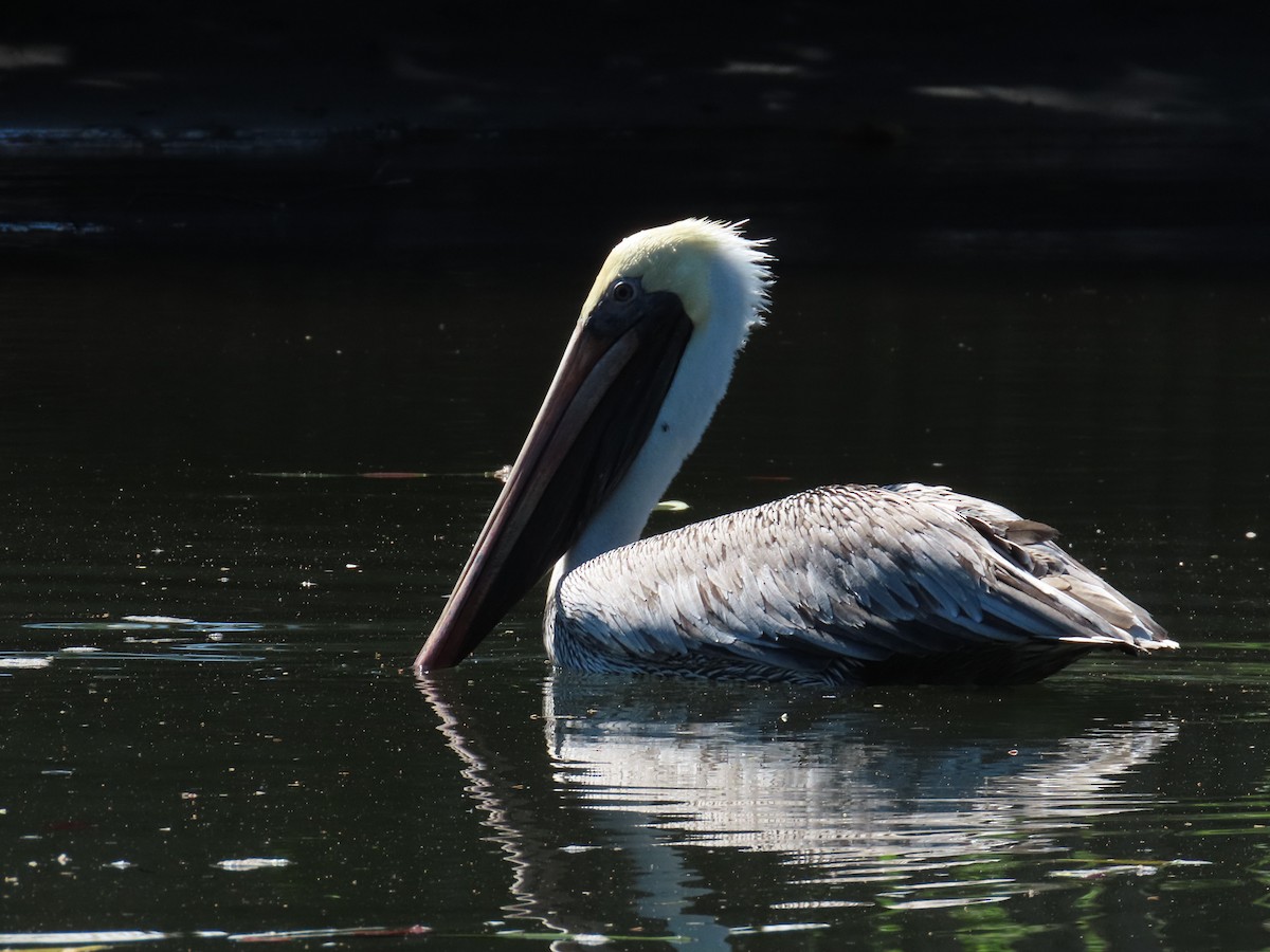 Brown Pelican - ML570595991