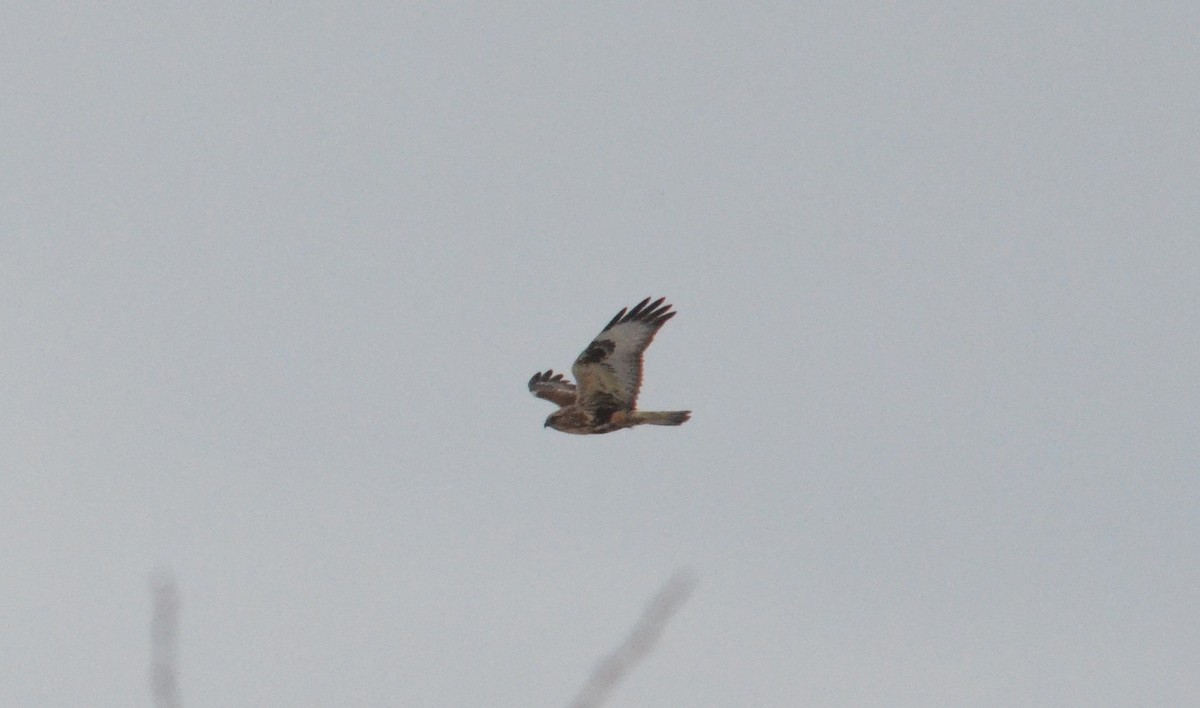 Rough-legged Hawk - ML57059611