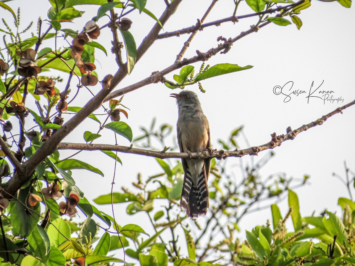 Gray-bellied Cuckoo - ML570596361