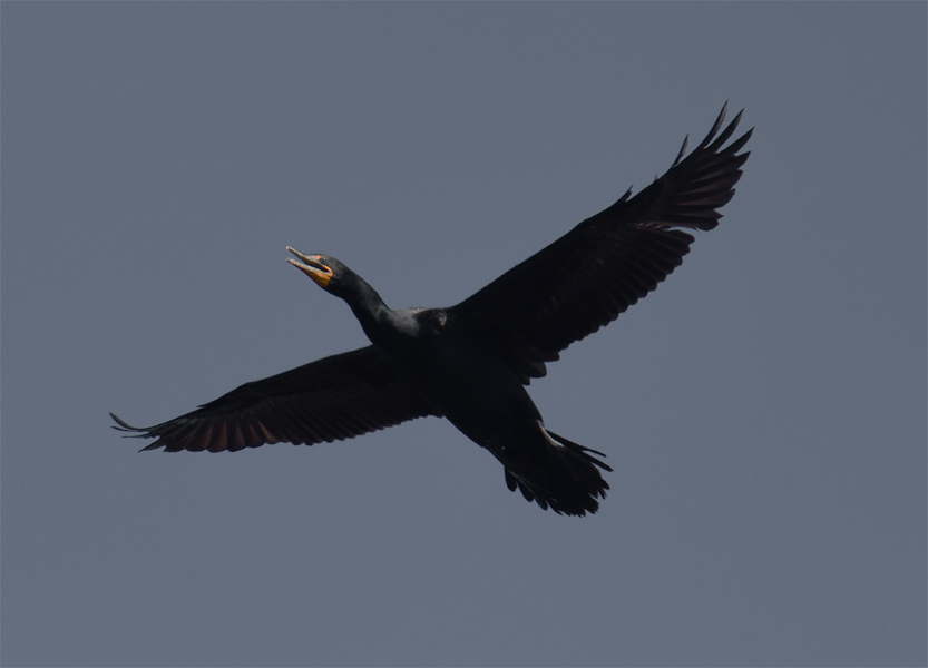 Double-crested Cormorant - ML570596491